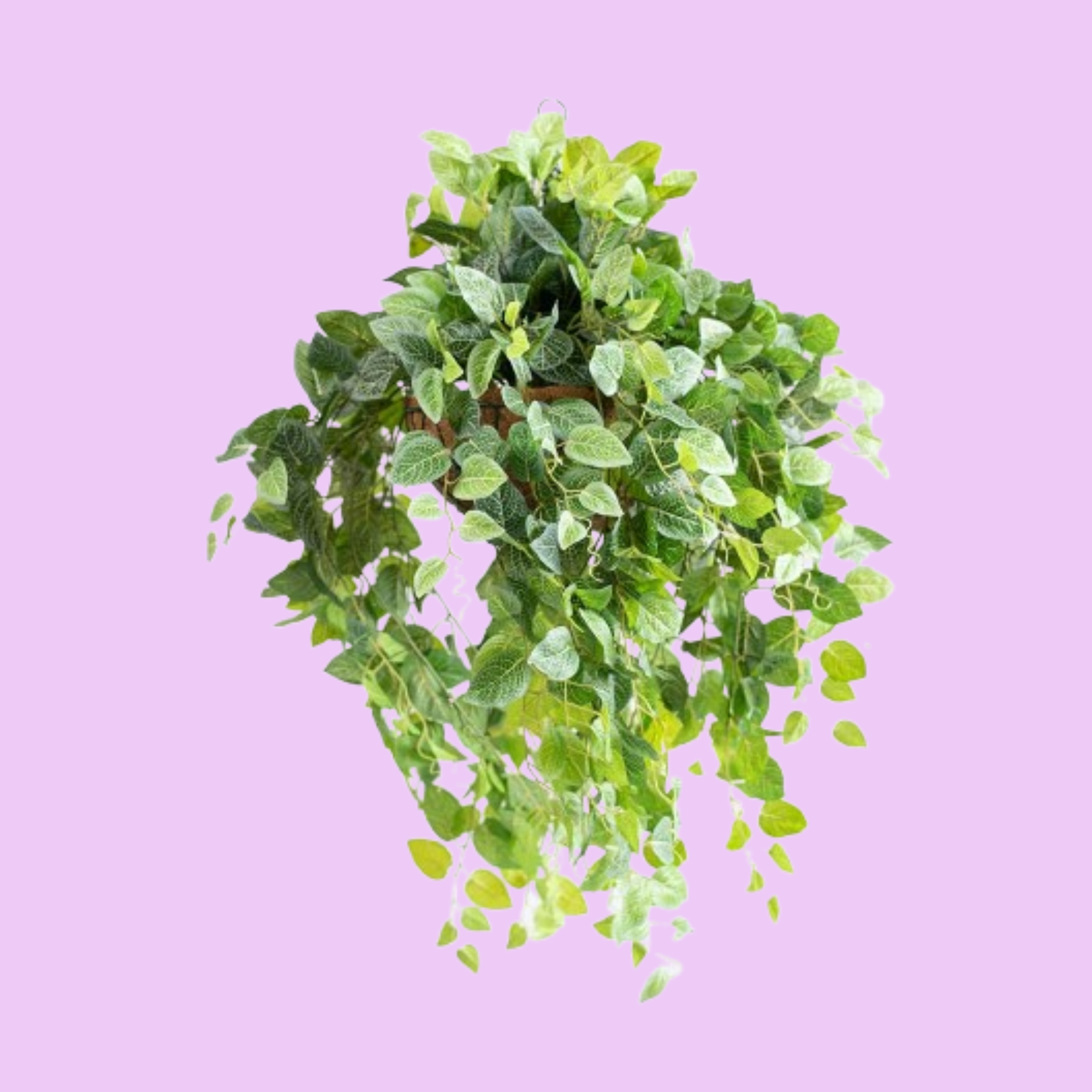 Hanging Basket M with Fittonia - 80cm