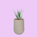 Artimis L Beige with Aloe - 70cm