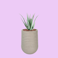 Artimis L Beige with Aloe - 70cm