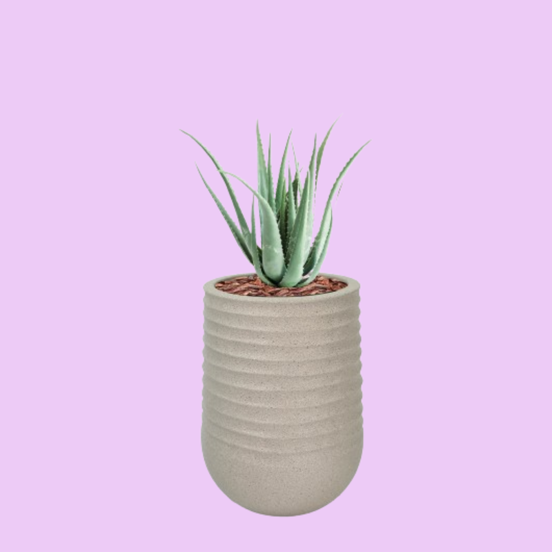 Artimis L Beige with Aloe - 70cm