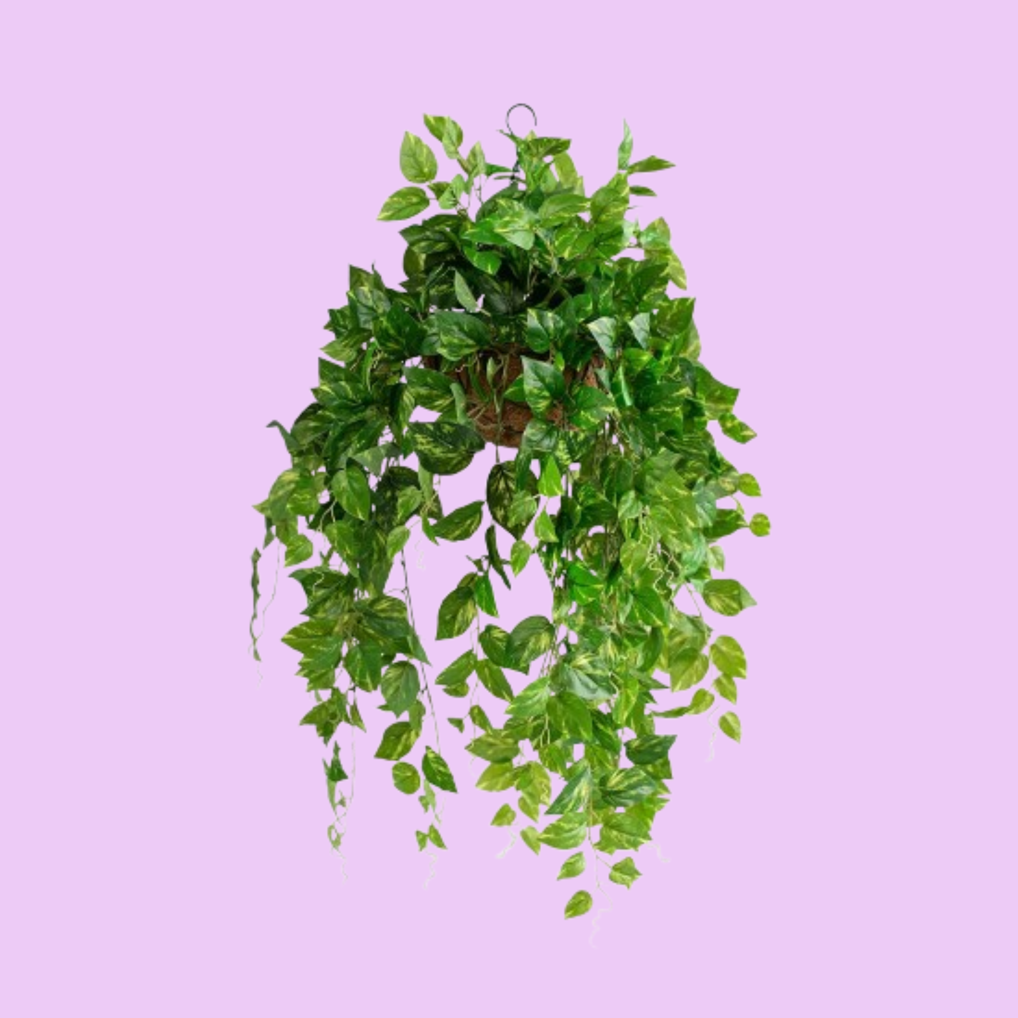 Hanging Basket S with Pothos 92cm X2