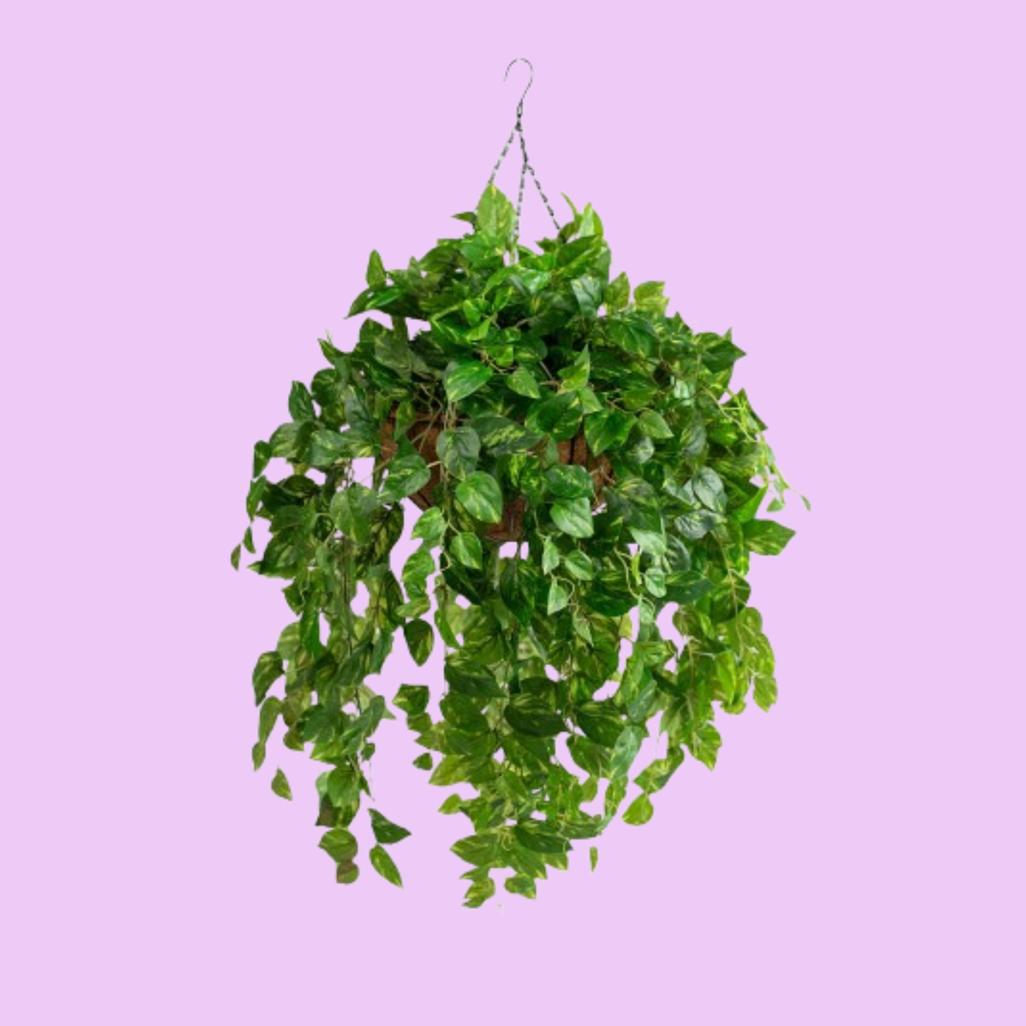 Hanging Basket S with Pothos 92cm X2