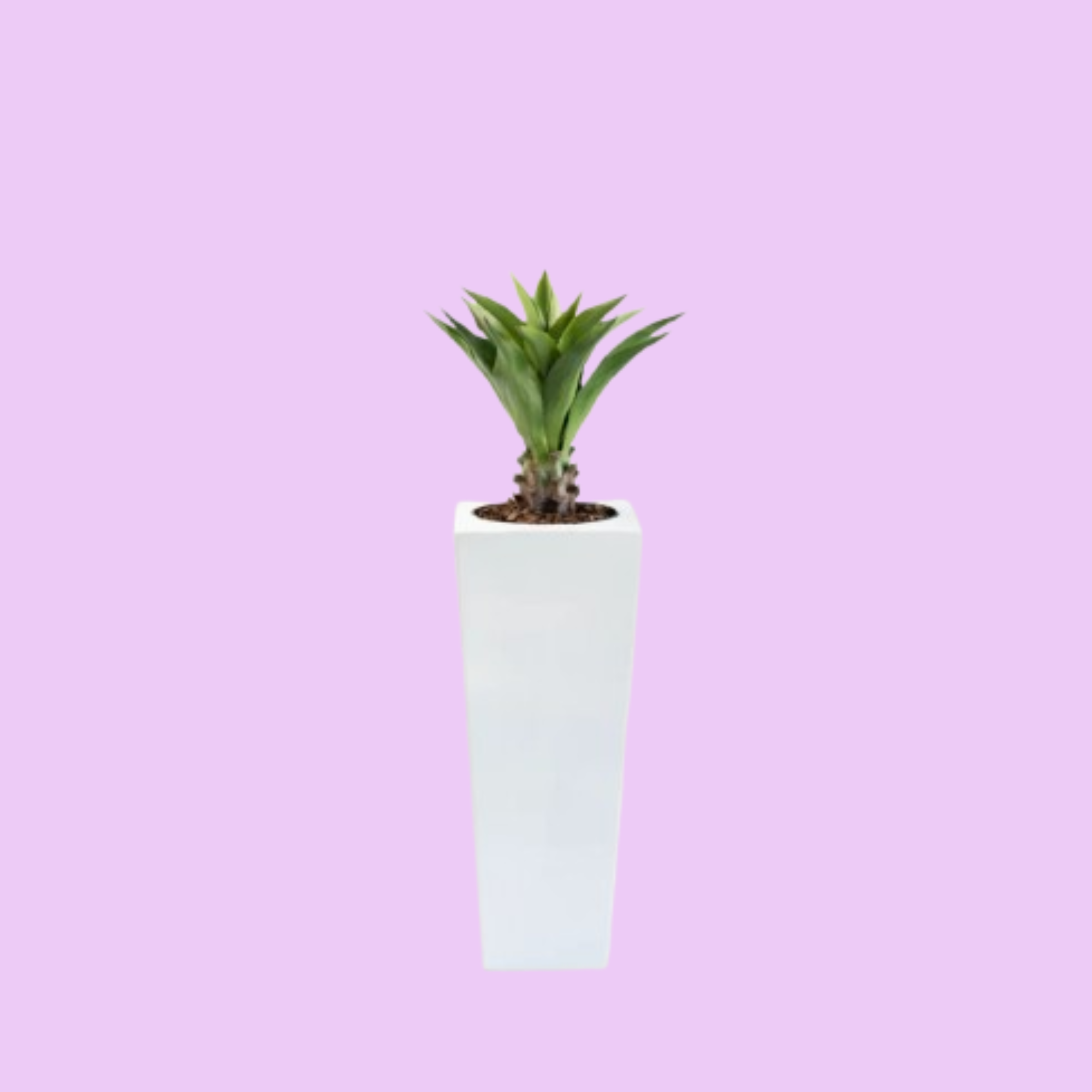 Armani B Pot with Agave Middle 90cm