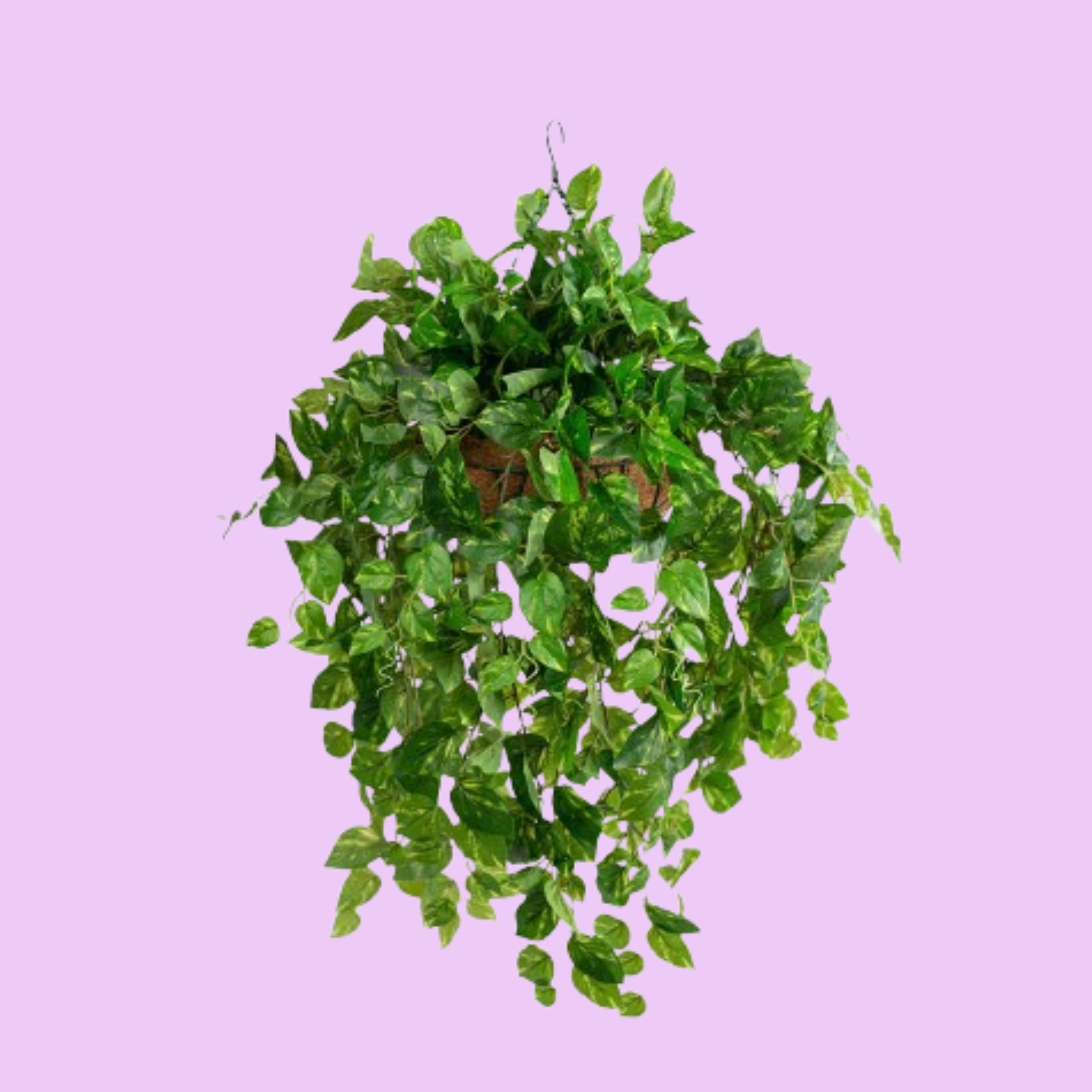 Hanging Basket M with Pothos 92cm