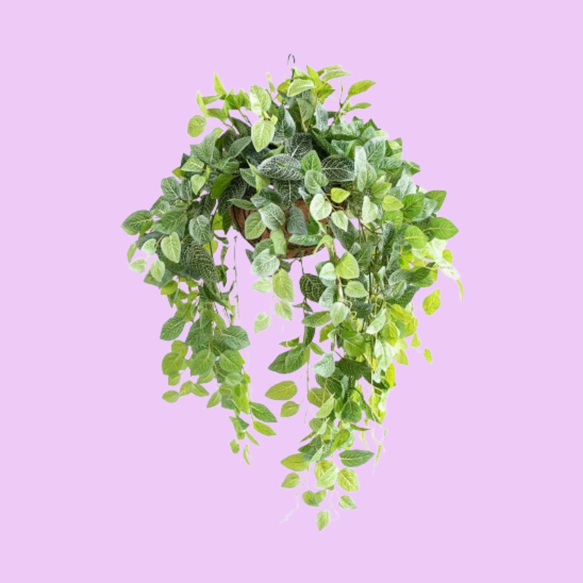 Hanging Basket S with Fittonia - 75cm