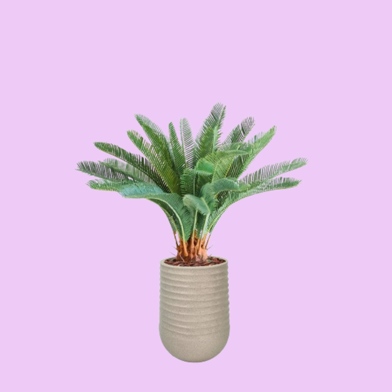 Artimis S Beige with Cycas - 72cm