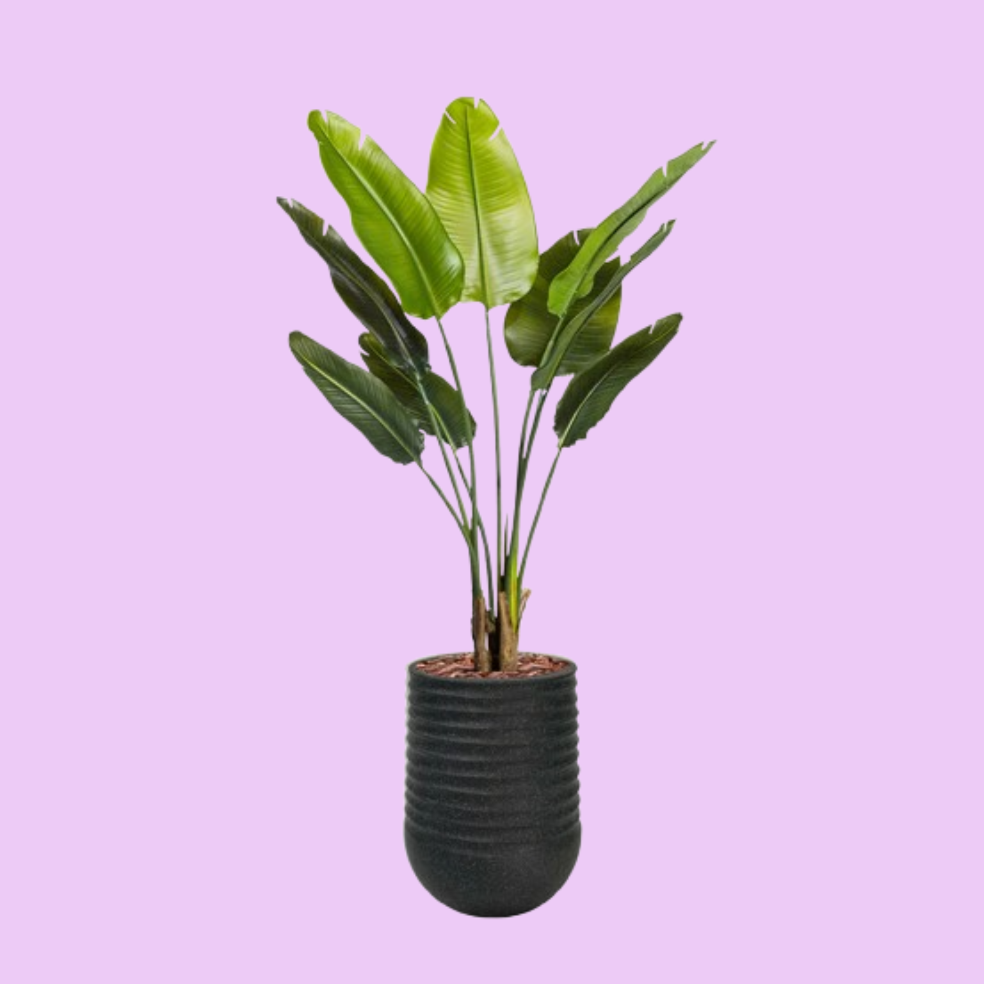 Artimis S Black with Strelitzia - 110cm