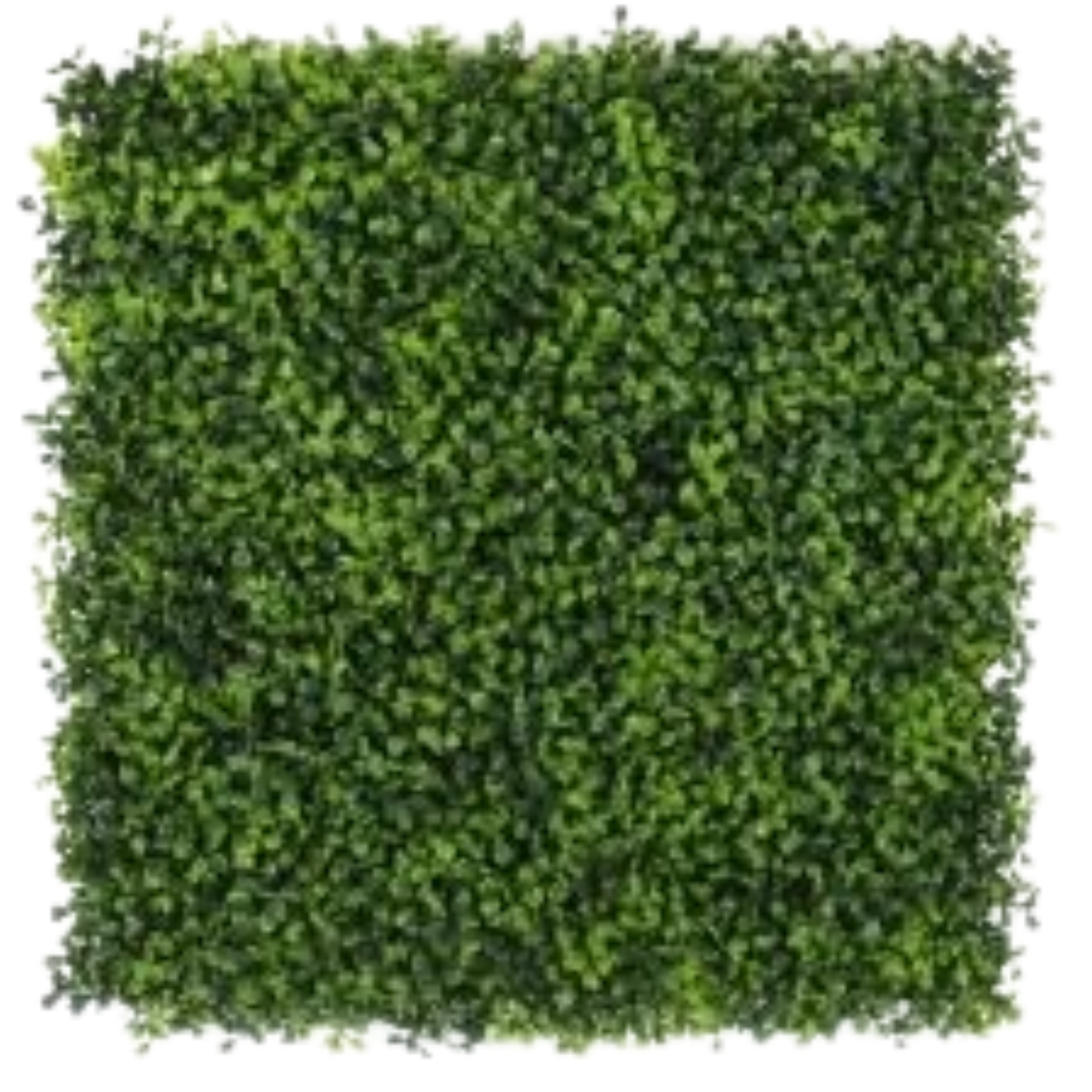 Dual-Tone Buxus Vertical Green Wall