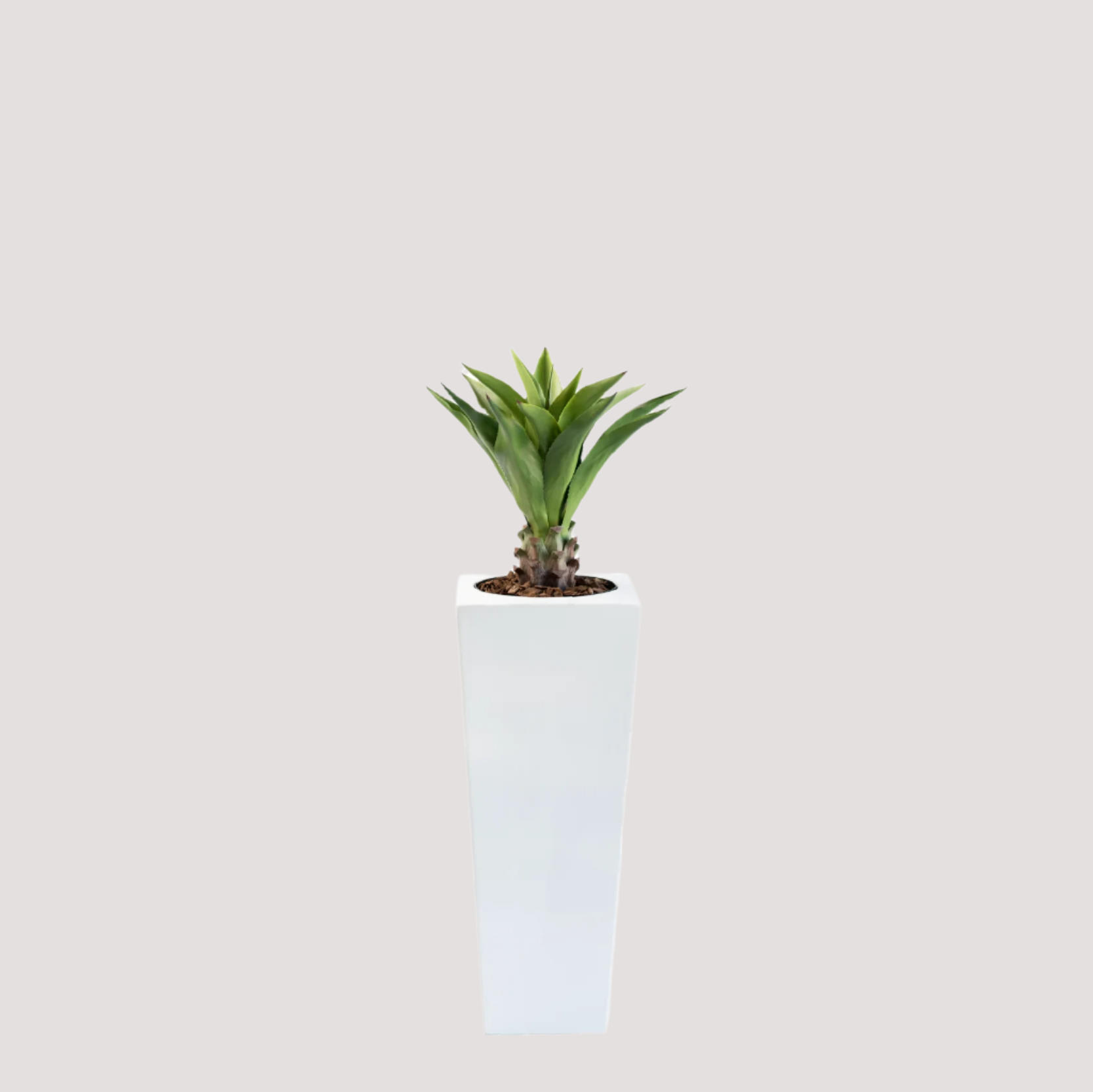 Armani B Pot with Agave Middle 90cm