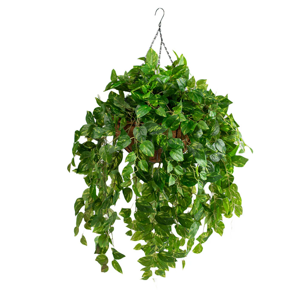 Hanging Basket S with Pothos 92cm X2
