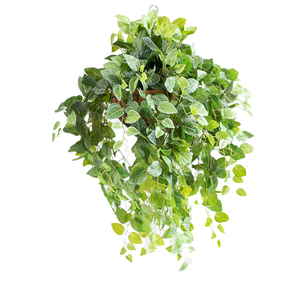 Hanging Basket M with Fittonia - 80cm