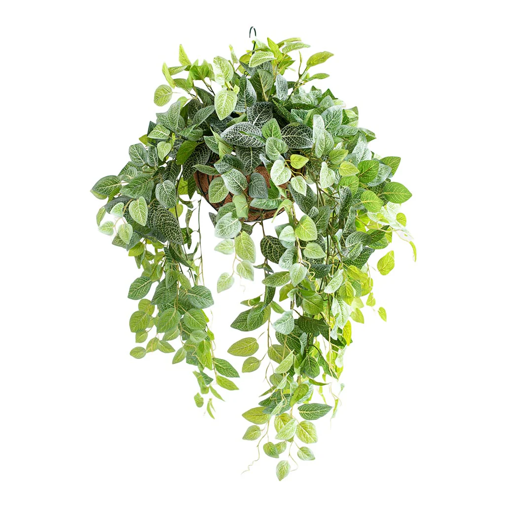 Hanging Basket S with Fittonia - 75cm