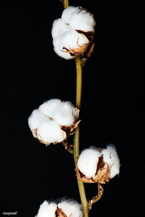 What Does a Young Cotton Plant Look Like